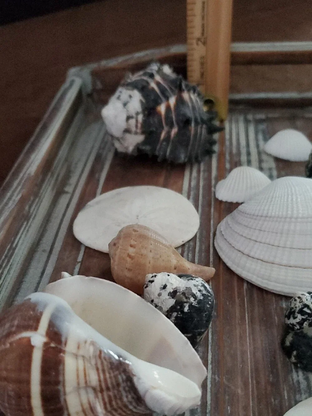 Natural Seashells Beach Coastal Decor Crafts Nautical